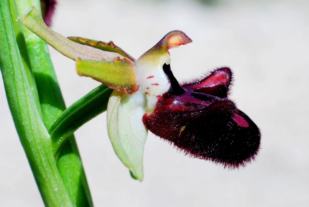 Ophrys sphegodes?