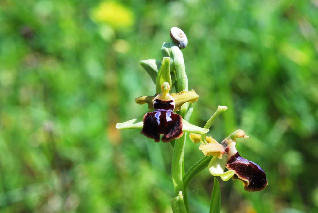 Ophrys sphegodes2?