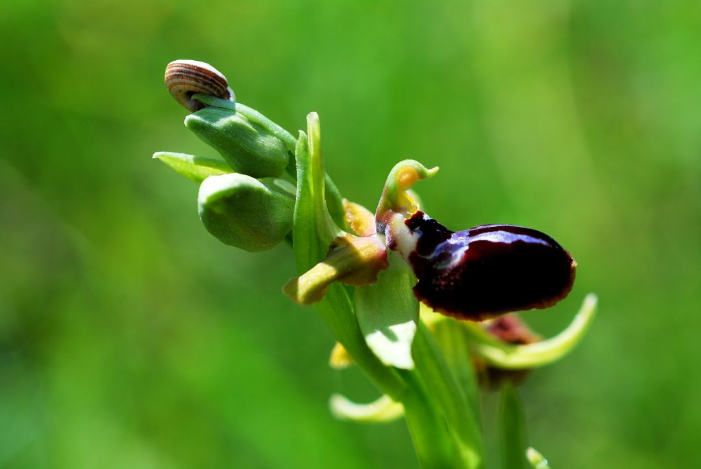 Ophrys sphegodes2?