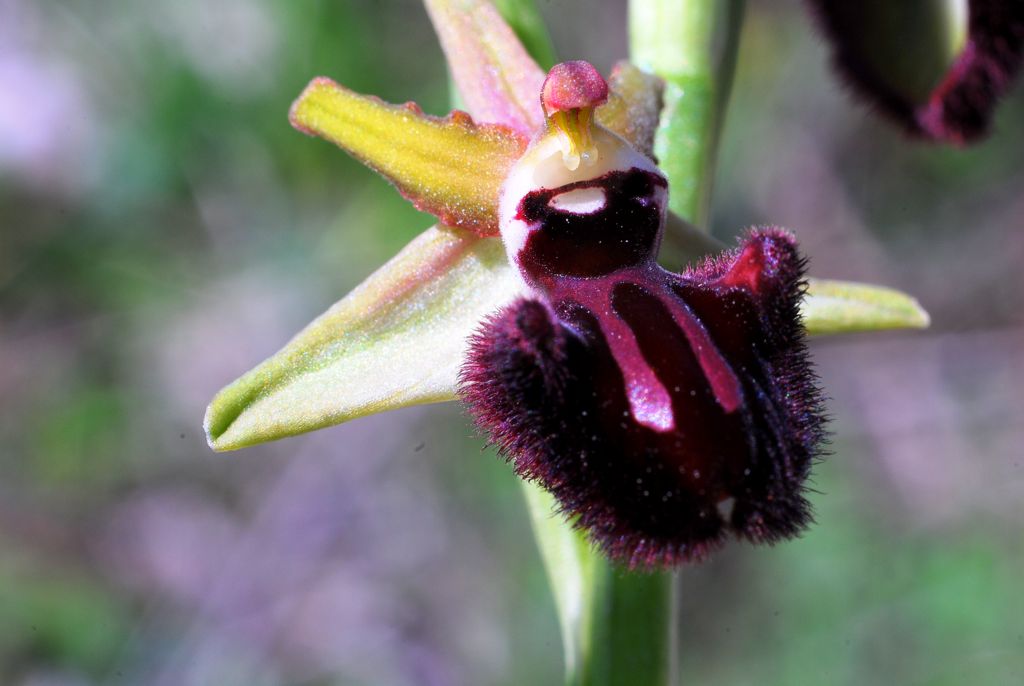 Ophrys sphegodes?