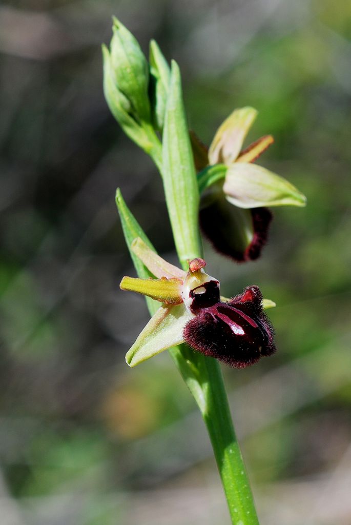 Ophrys sphegodes?