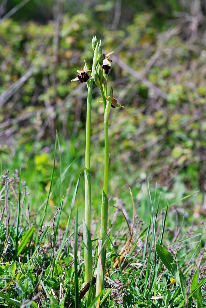 Ophrys sphegodes?