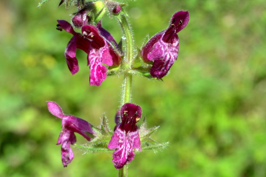 Stachys sylvatica