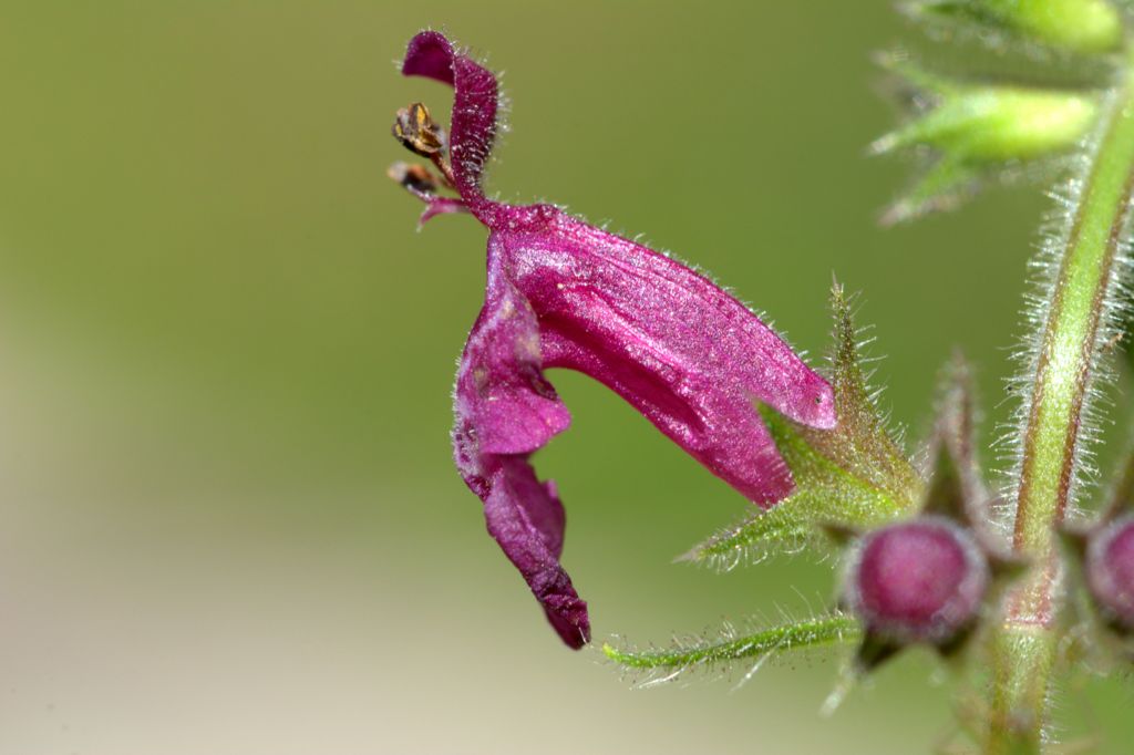 Stachys sylvatica