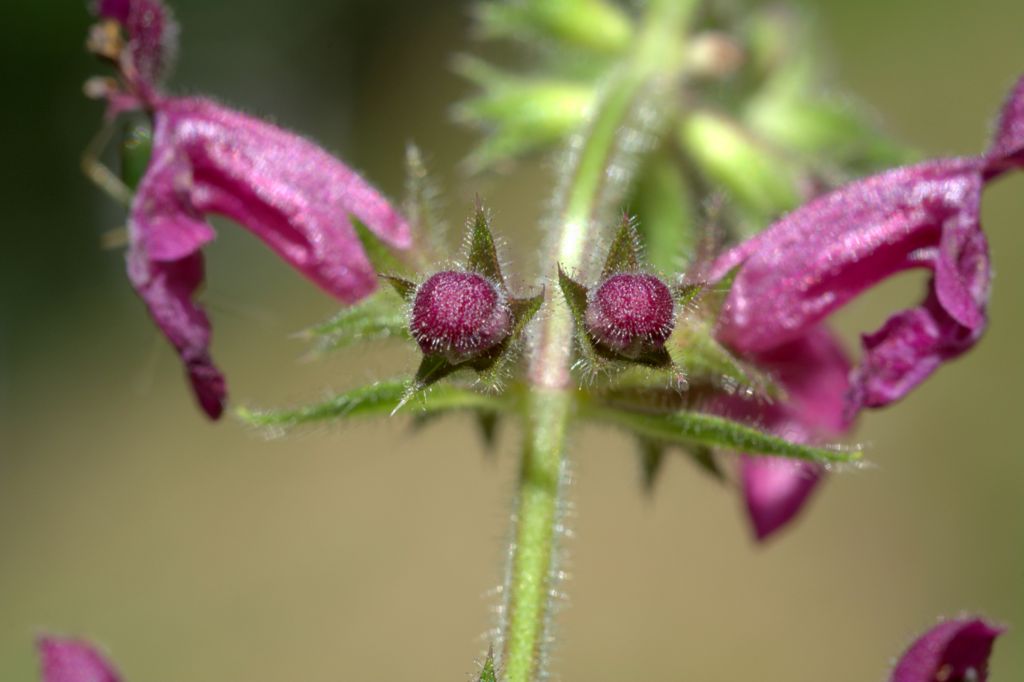 Stachys sylvatica