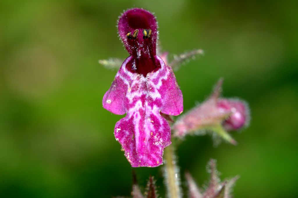 Stachys sylvatica