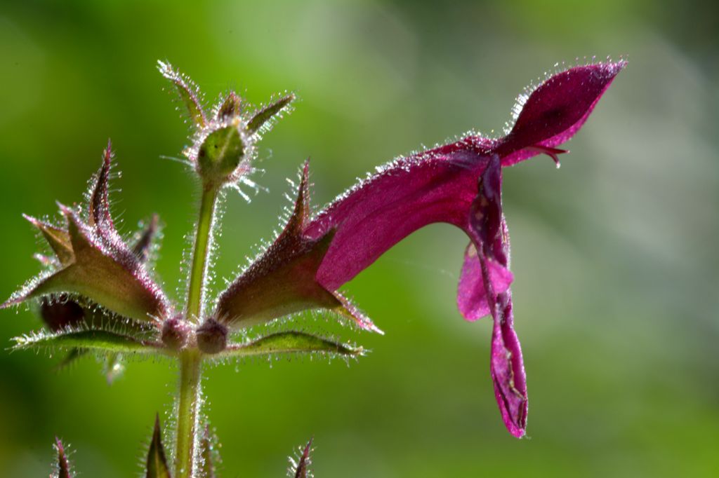 Stachys sylvatica