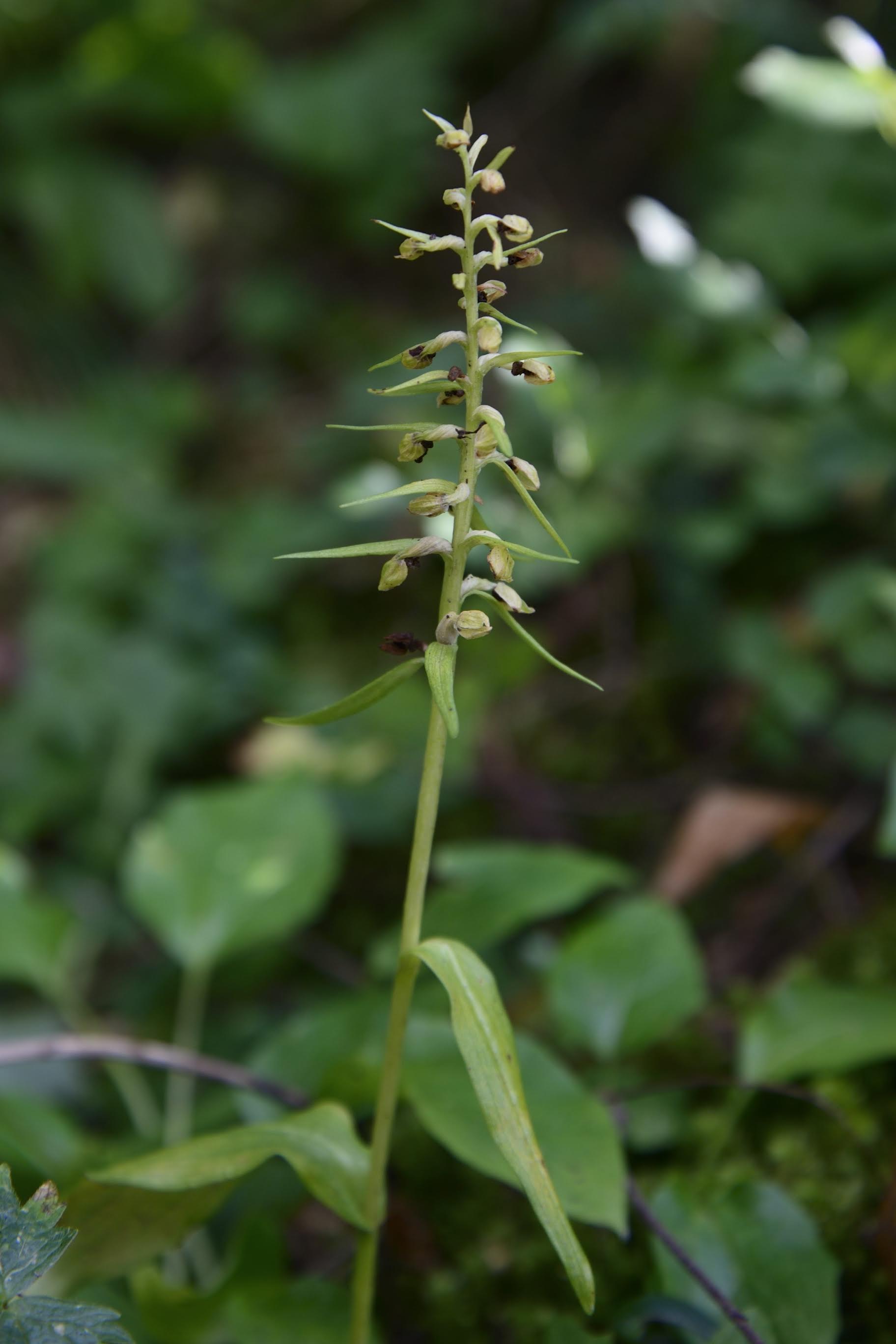 Coeloglossum viride in fruttificazione