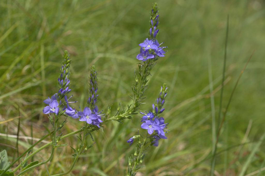 Veronica austriaca