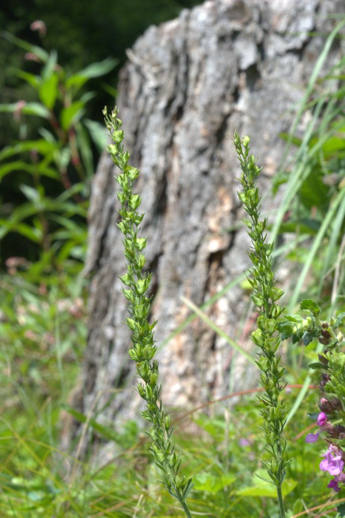 Veronica austriaca