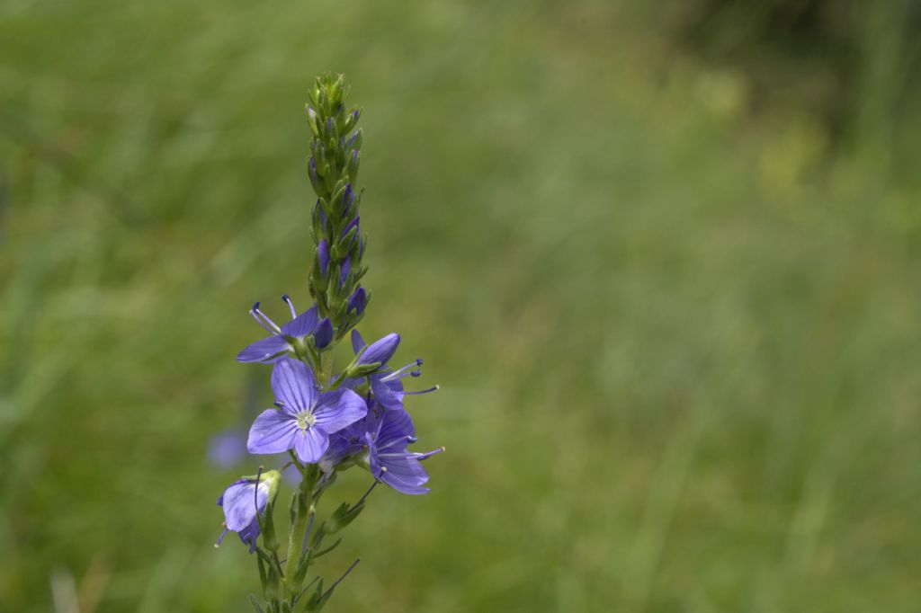 Veronica austriaca