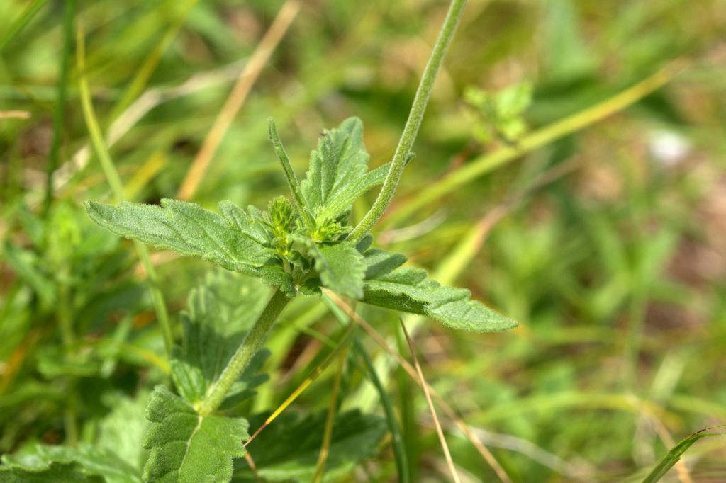 Veronica austriaca