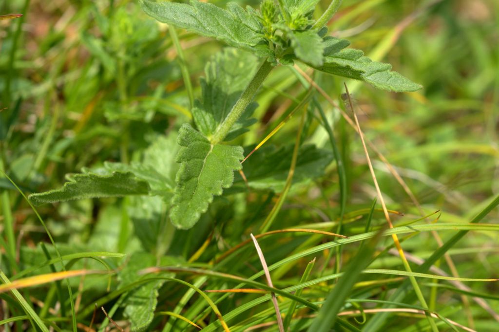 Veronica austriaca