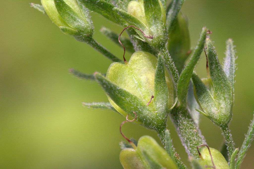 Veronica austriaca