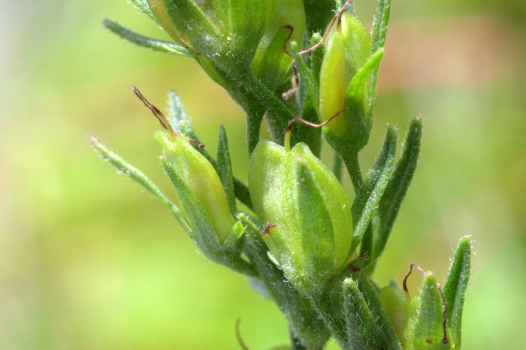 Veronica austriaca