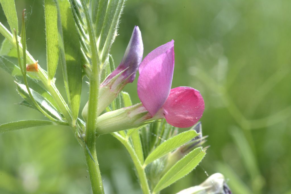 Vicia sativa / Veccia dolce