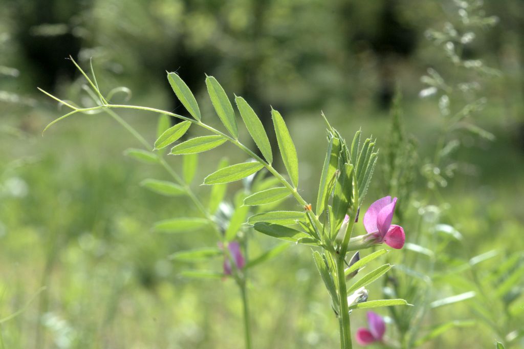 Vicia sativa / Veccia dolce