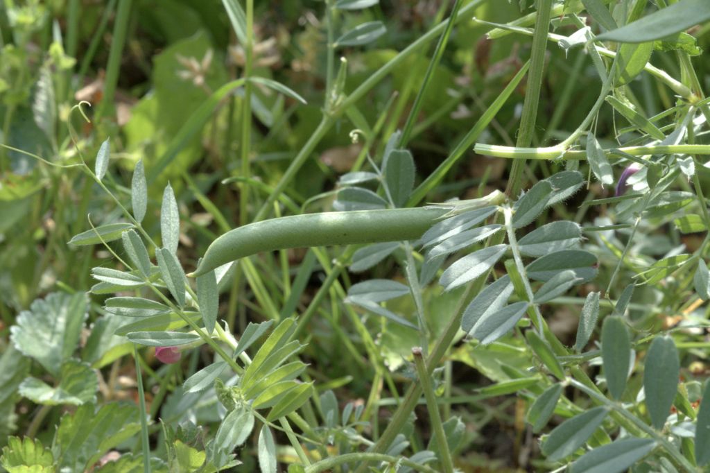 Vicia sativa / Veccia dolce