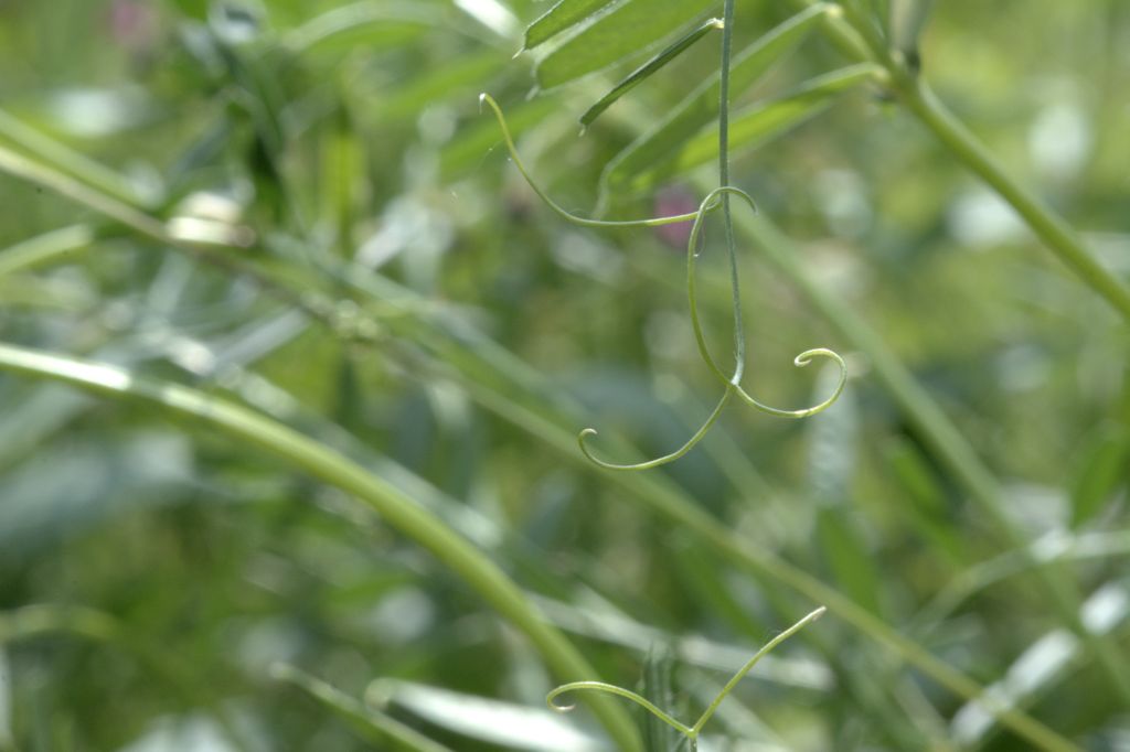 Vicia sativa / Veccia dolce