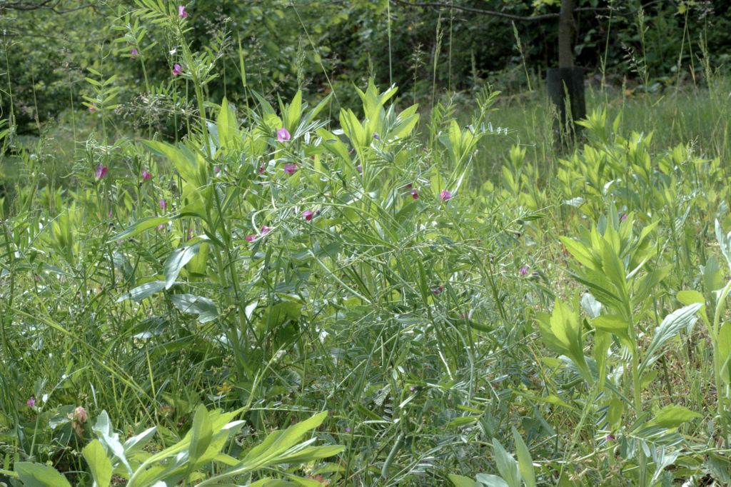 Vicia sativa / Veccia dolce