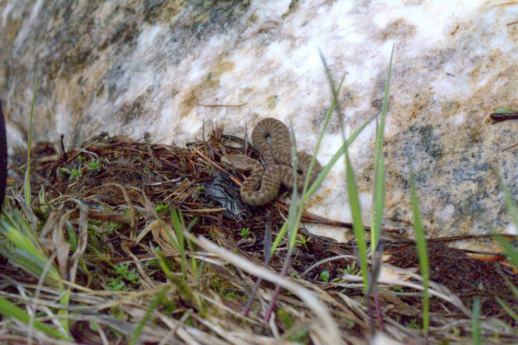 Vipera berus ?