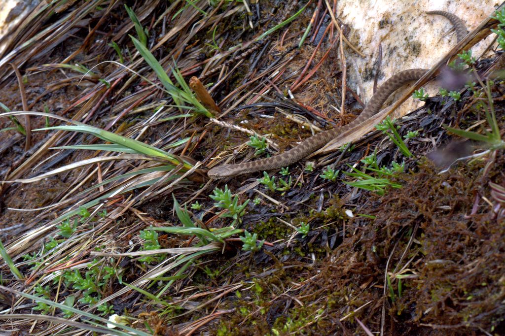 Vipera berus ?