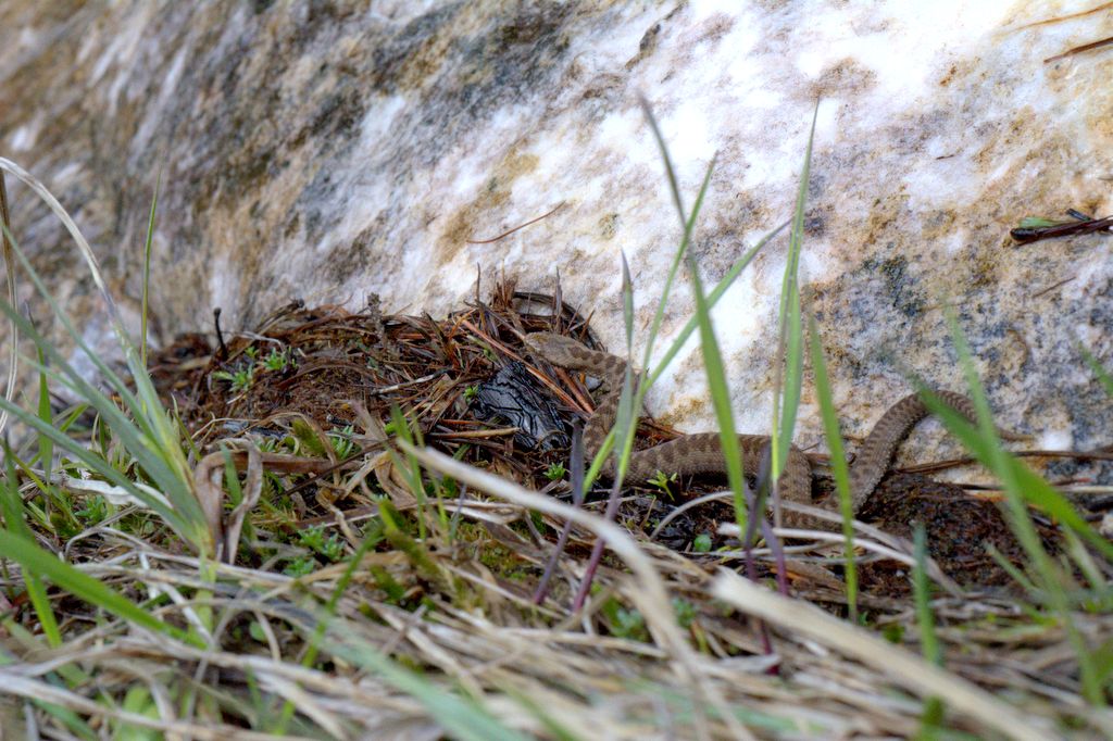 Vipera berus ?