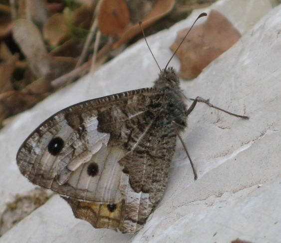 dolcissimo corteggiamento? - S, Hipparchia sp.