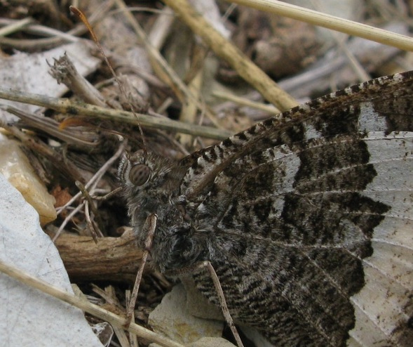 dolcissimo corteggiamento? - S, Hipparchia sp.