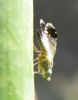 proporrei...... Acanthiophilus helianthi, maschio ........