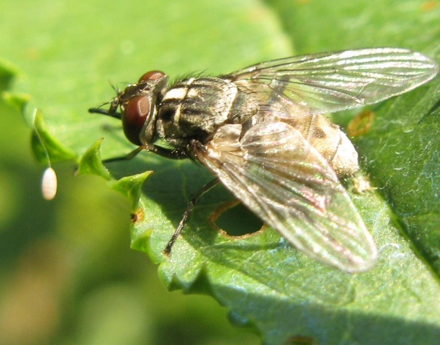 Stomoxys calcitrans, Muscidae..