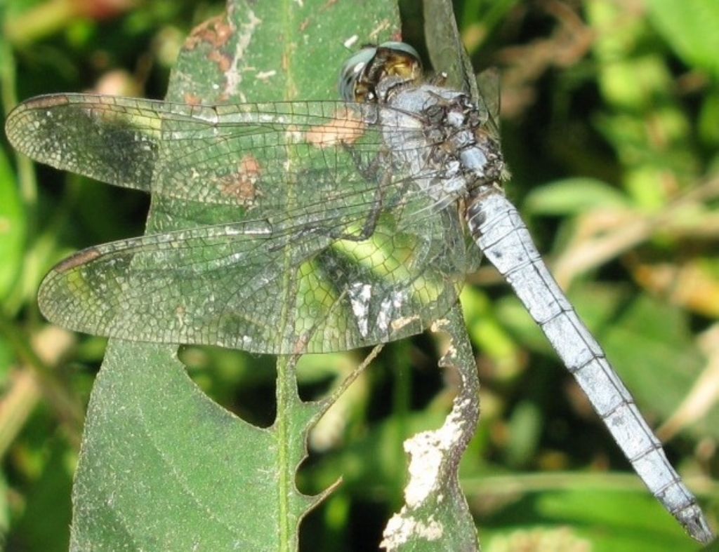 Sympetrum meridionale ?? no, Orthetrum coerulescens