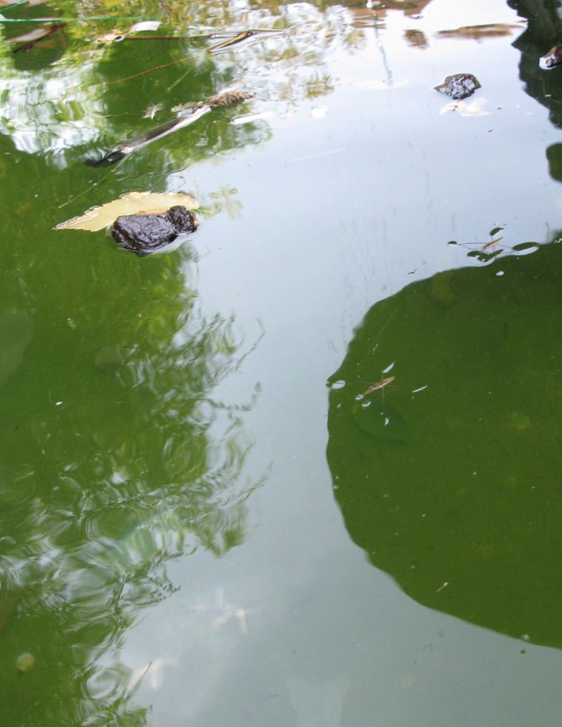 camminano sull''acqua anche loro ?