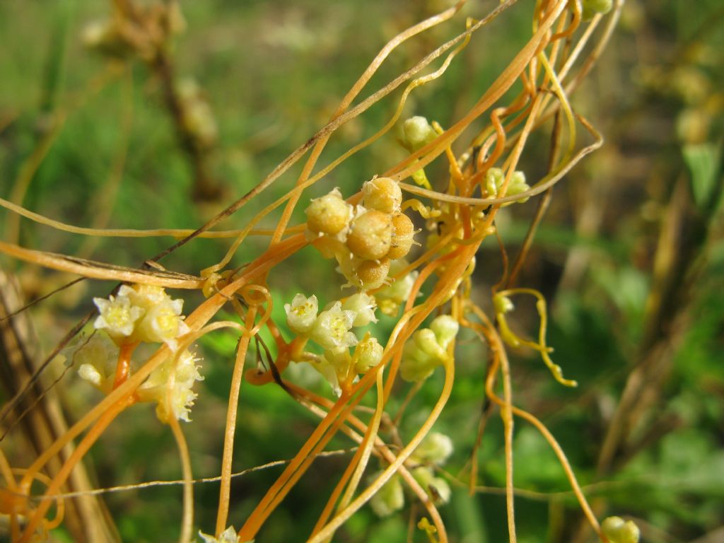 Cuscuta cfr. campestris