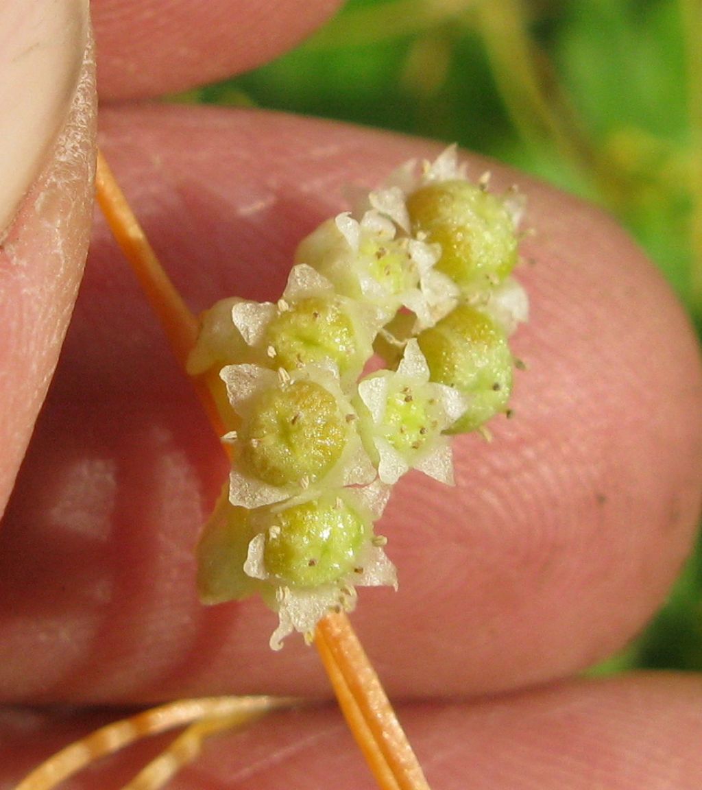 Cuscuta cfr. campestris