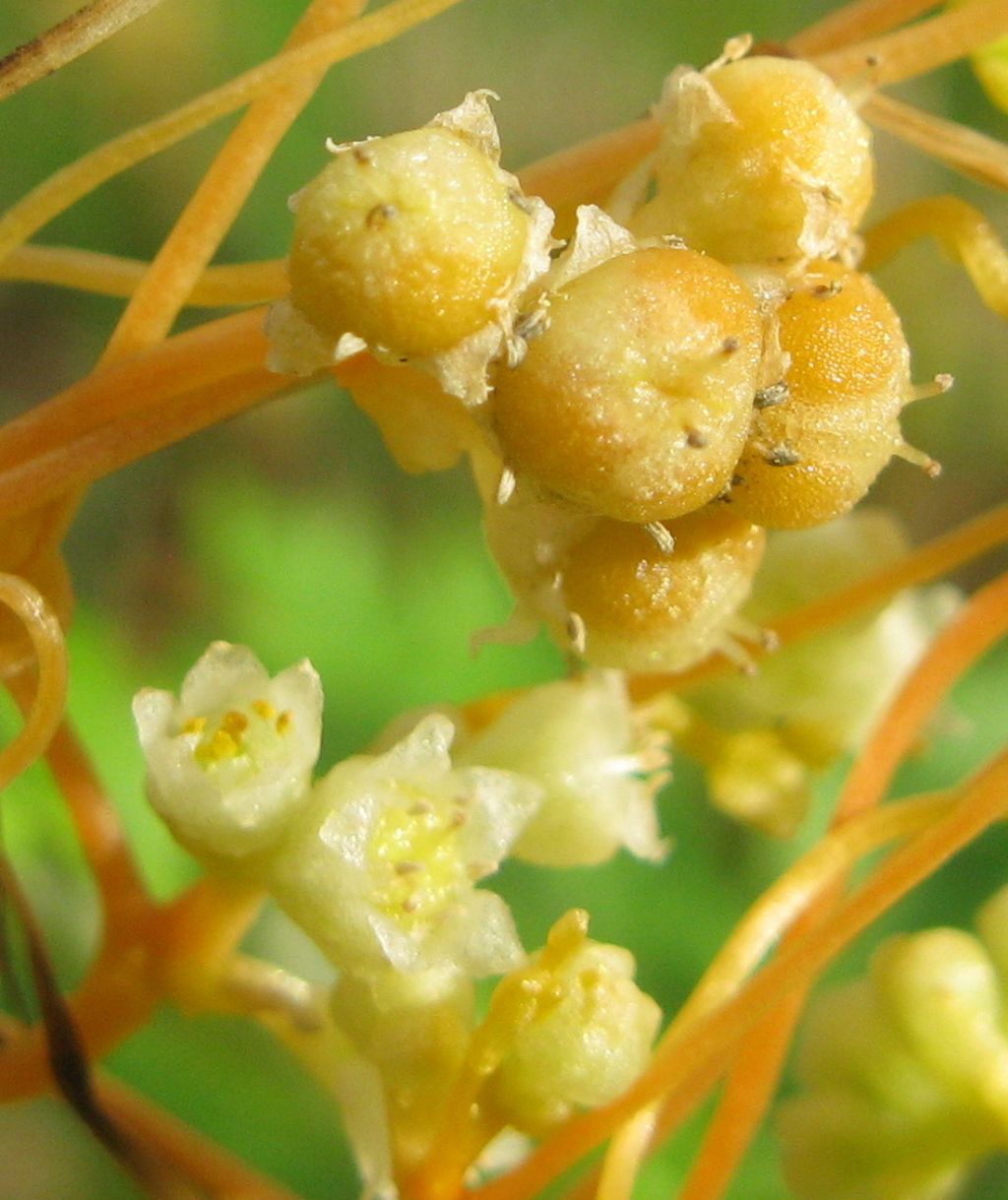 Cuscuta cfr. campestris