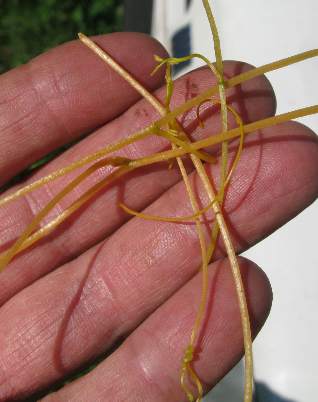 Cuscuta cfr. campestris