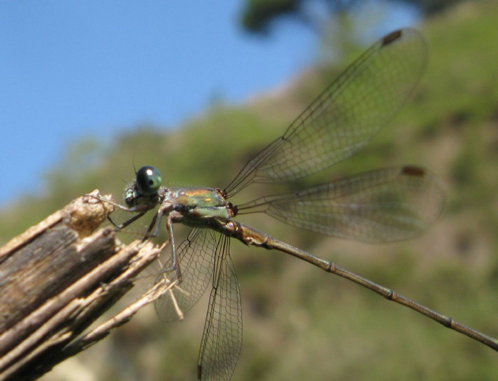 Chalcolestes viridis o parvidens