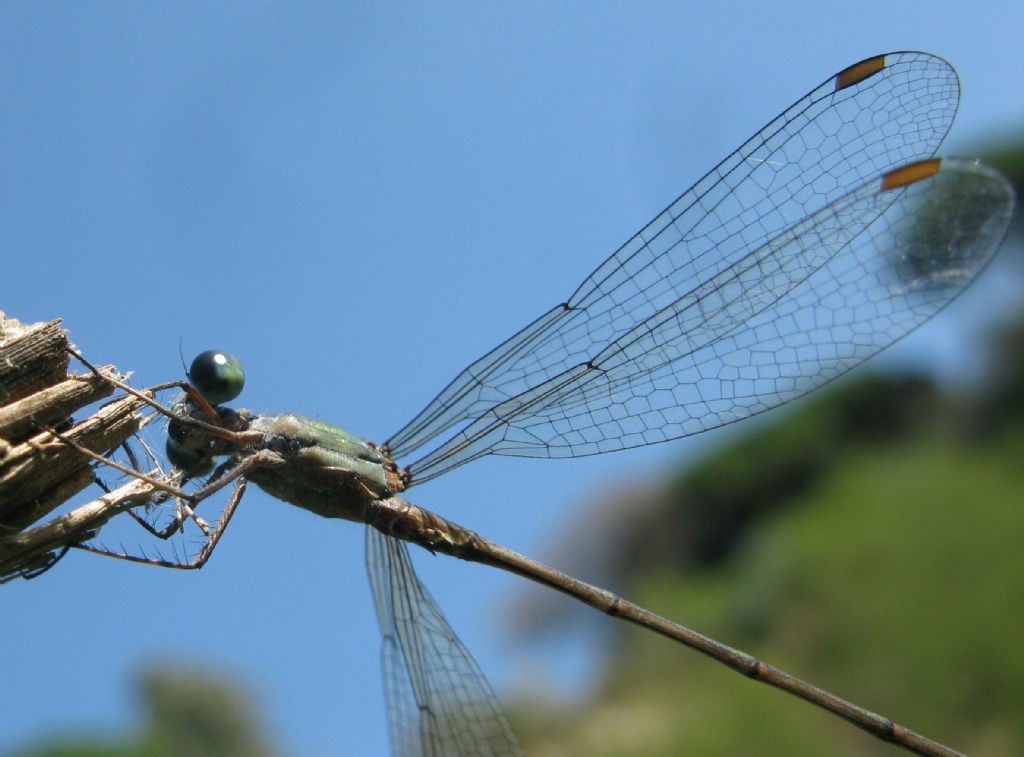 Chalcolestes viridis o parvidens