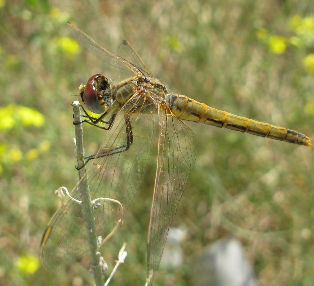 Libellulidae vero ?