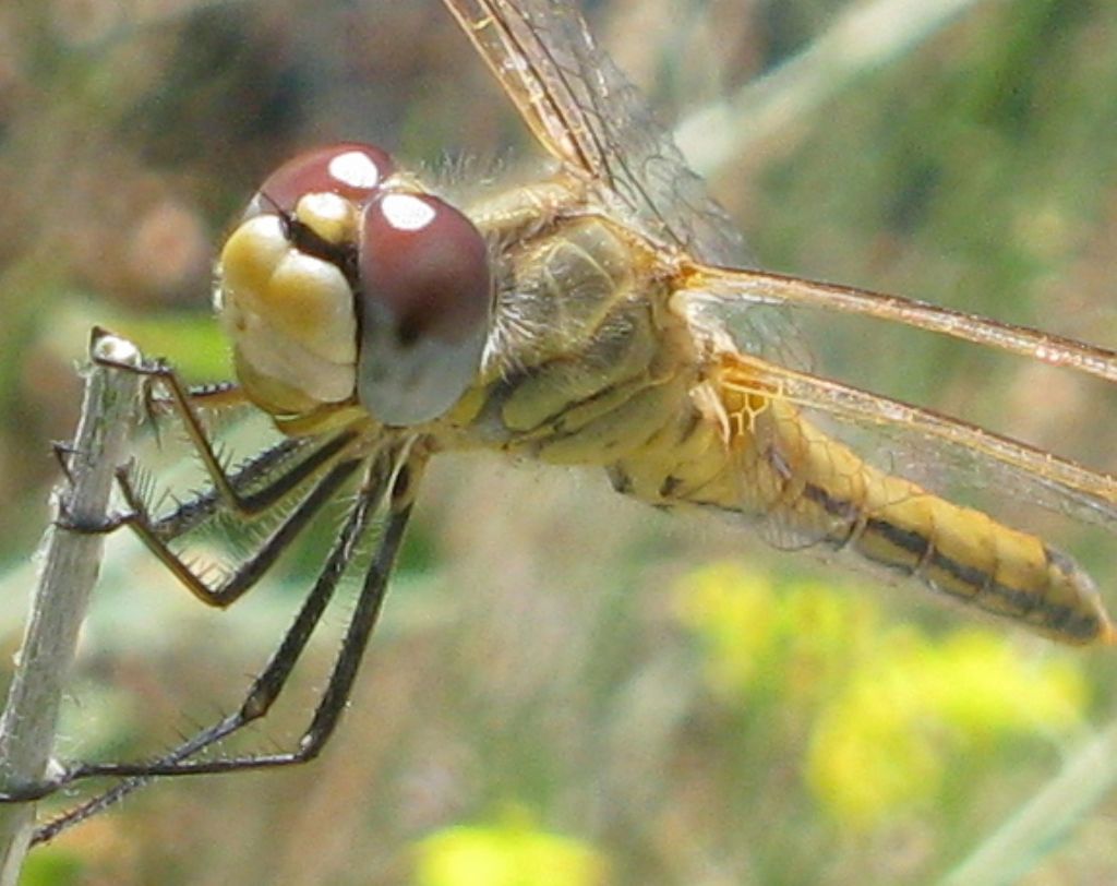 Libellulidae vero ?