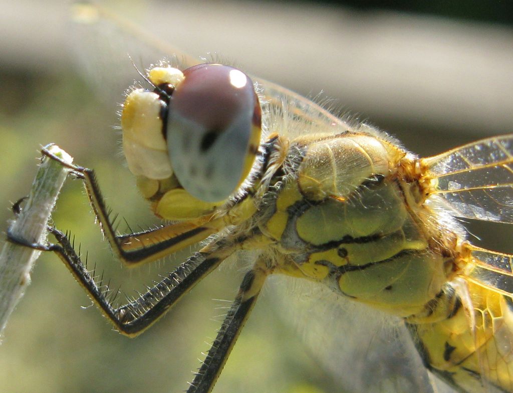 Libellulidae vero ?