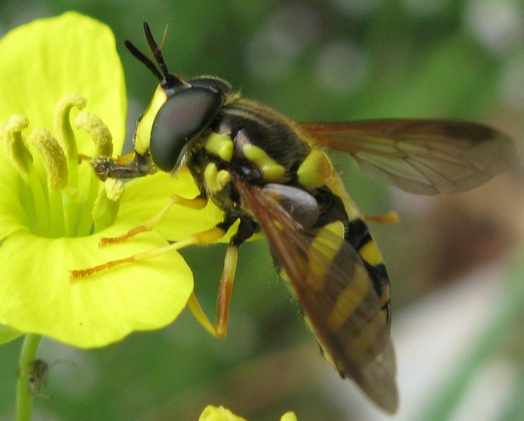 Chrysotoxum intermedium parassitato..