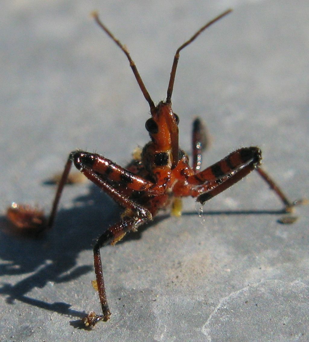 Giovane Nabidae? No. Reduviidae; Rhynocoris sp.