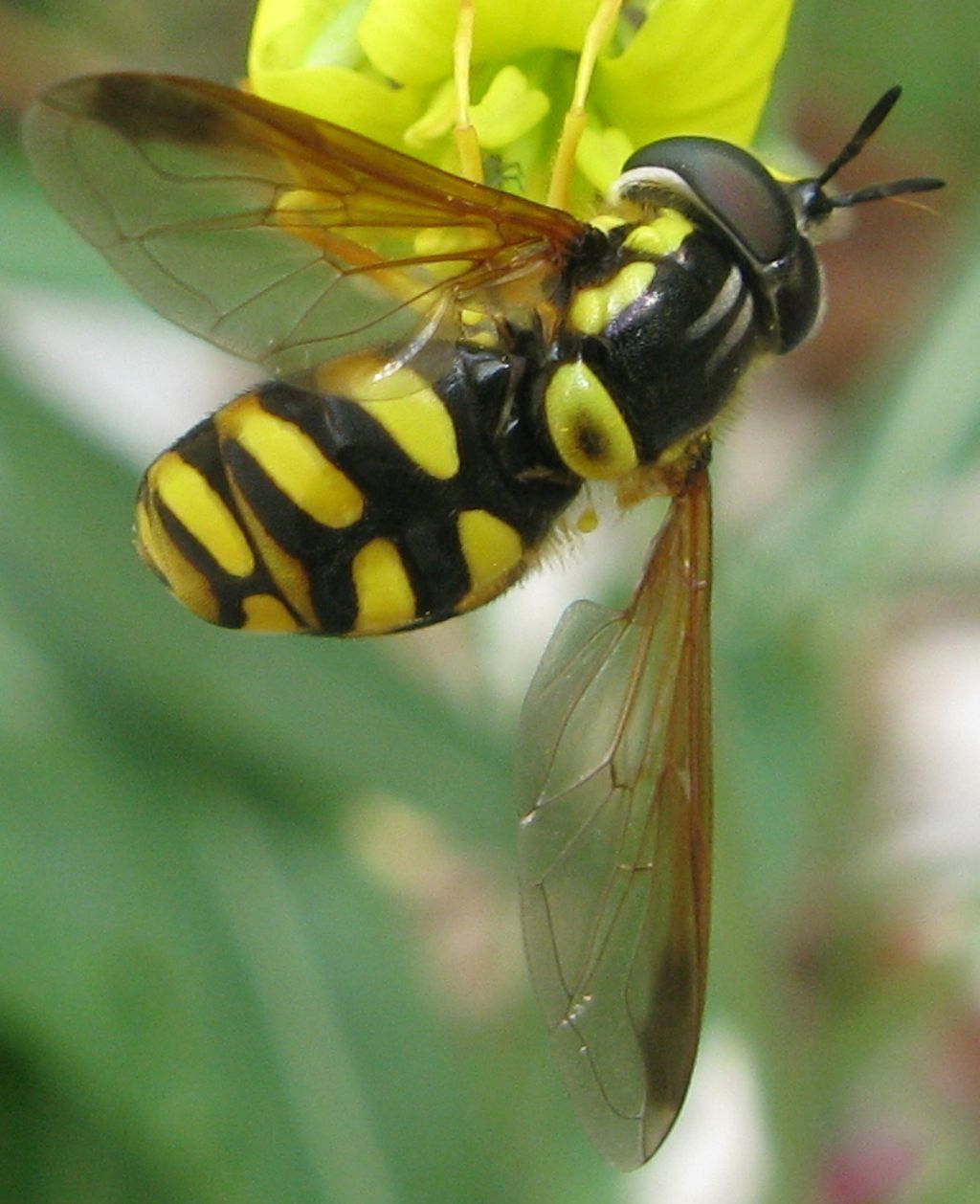 Chrysotoxum intermedium parassitato..