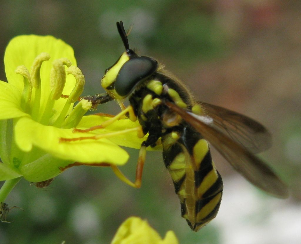 Chrysotoxum intermedium parassitato..