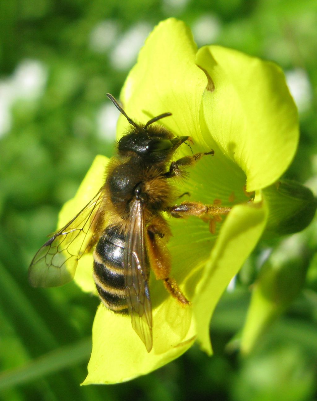 voglia di primavera..: Andrena sp.