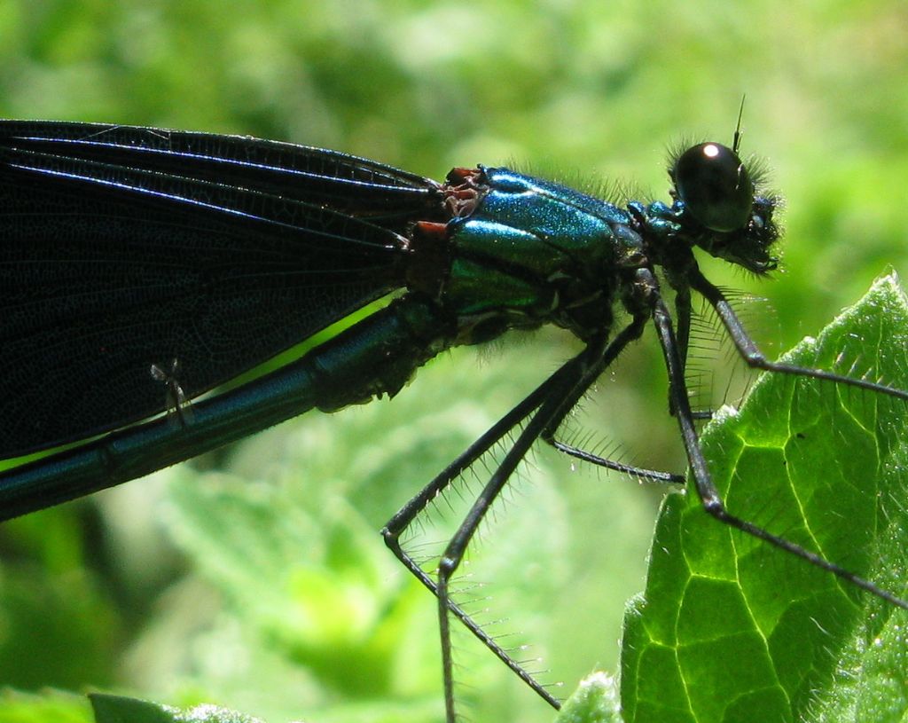 Quale Caleopteryx ??