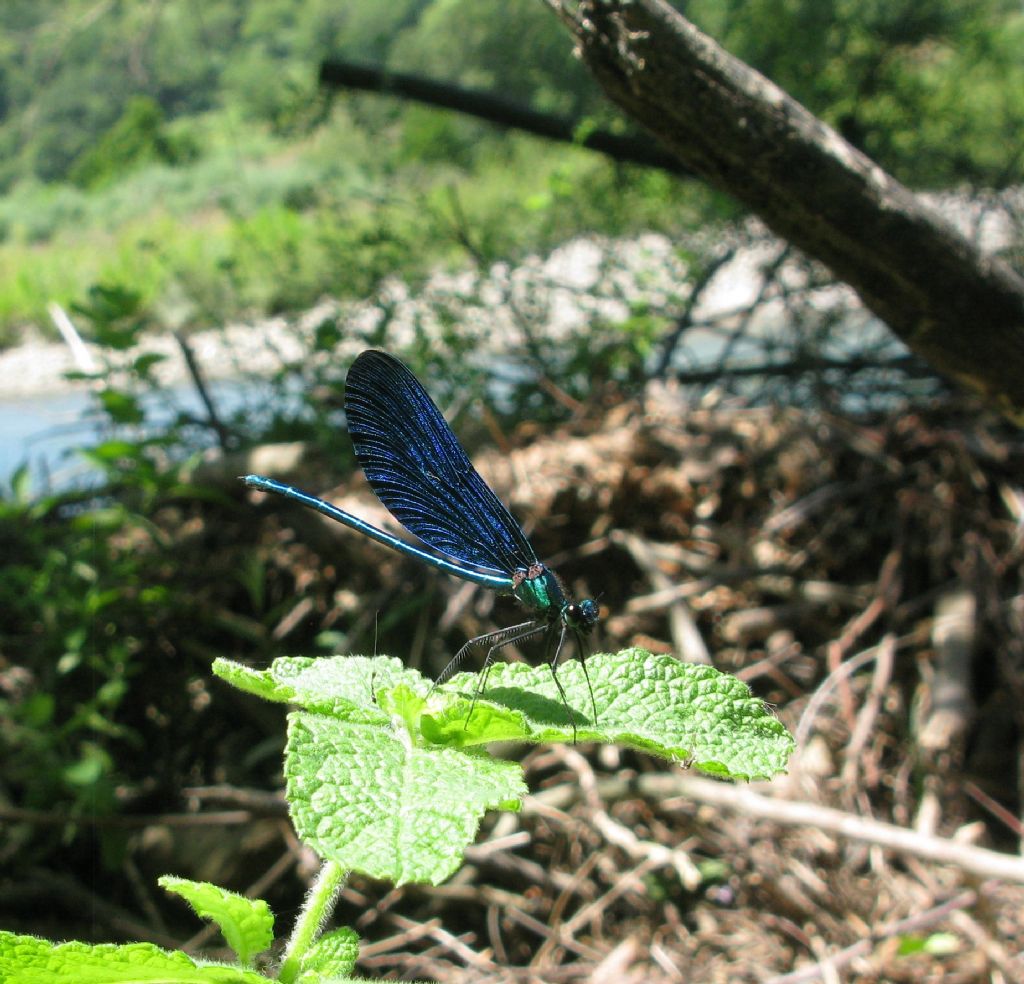 Quale Caleopteryx ??