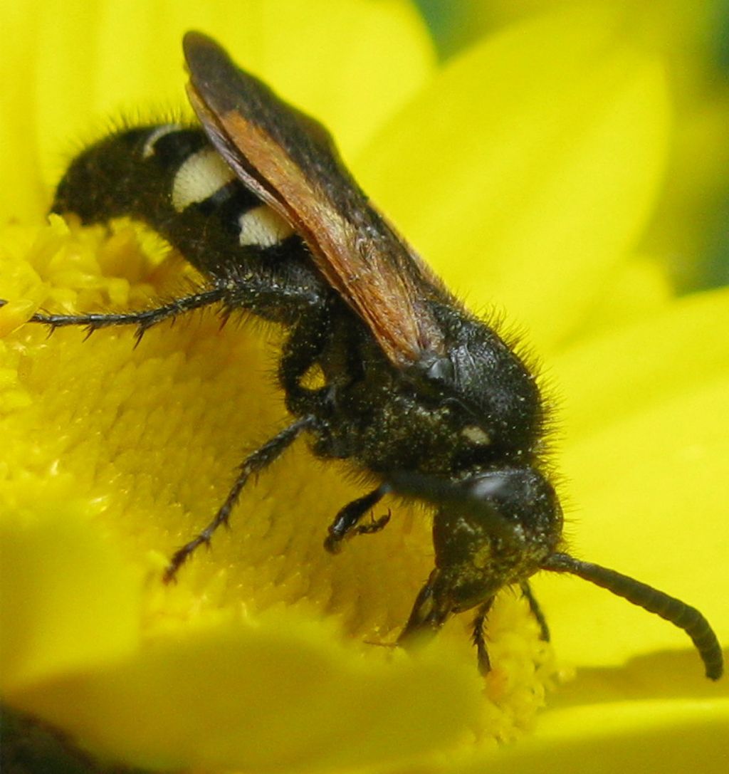 Scolia sexmaculata